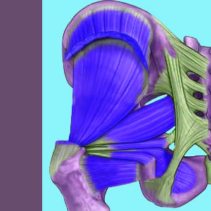 Piriformis MRI