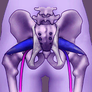 Piriformis Muscle