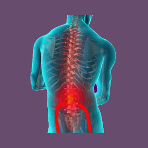 sciatic nerve