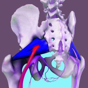 sciatic nerve through piriformis muscle