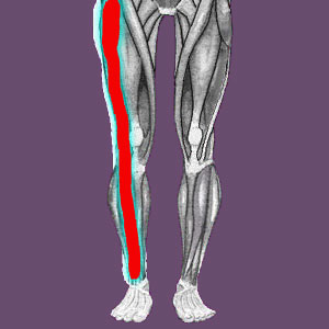 Short leg piriformis pain