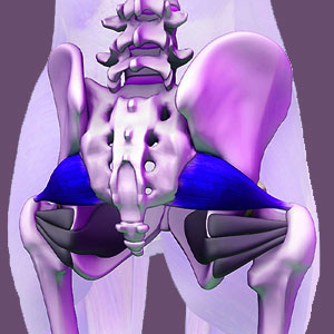 What is the piriformis muscle?